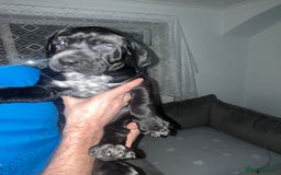 Mixed Breed dogs for sale: Cane corso X Dalmatian - Corsomatian  - Image 4