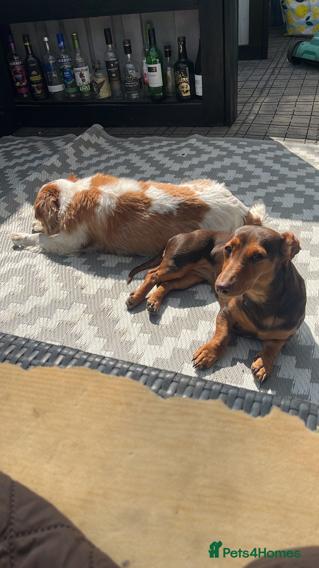 Dachshund dogs for sale: Dachshund Pups need new home - Image 9