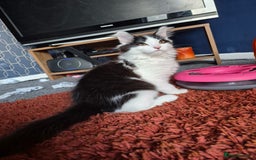 British Longhair cats for sale: Beautiful boy - Image 1