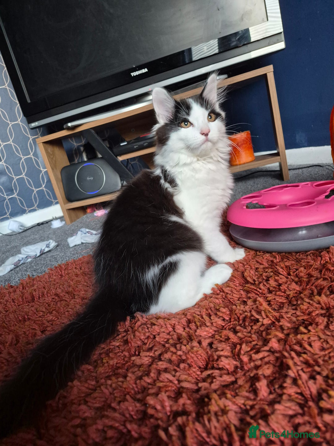 British Longhair cats for sale: Beautiful boy - Image 1