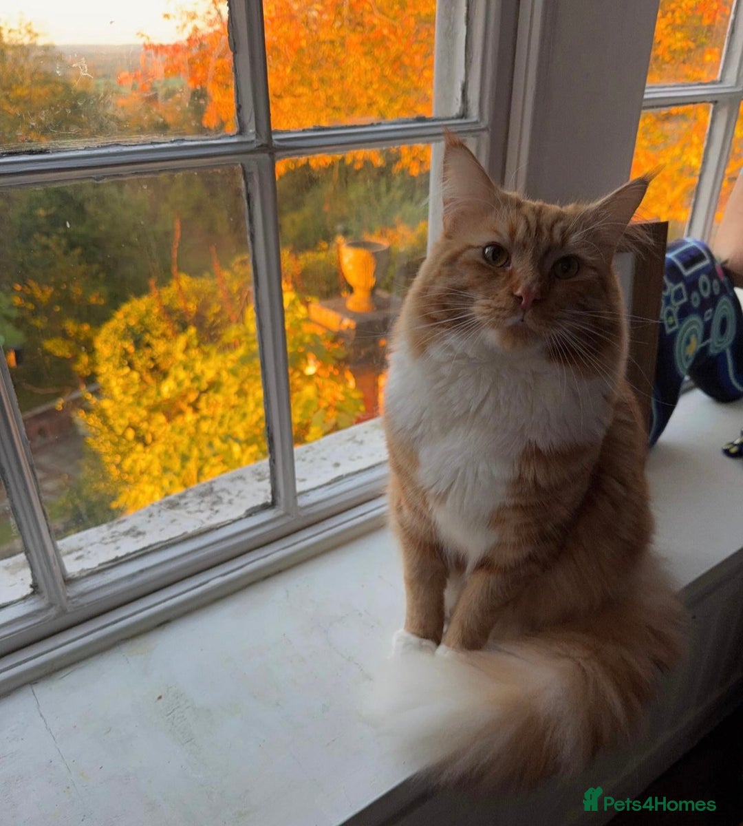 Mixed Breed cats for sale: 2 male kittens  - Advert 9