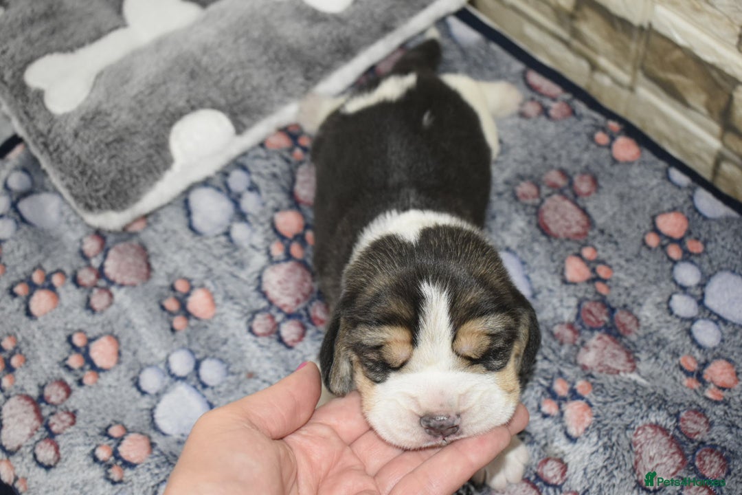Beagle dogs for sale: Beautiful KC Beagle Puppies – DNA Health Tested  - Image 12