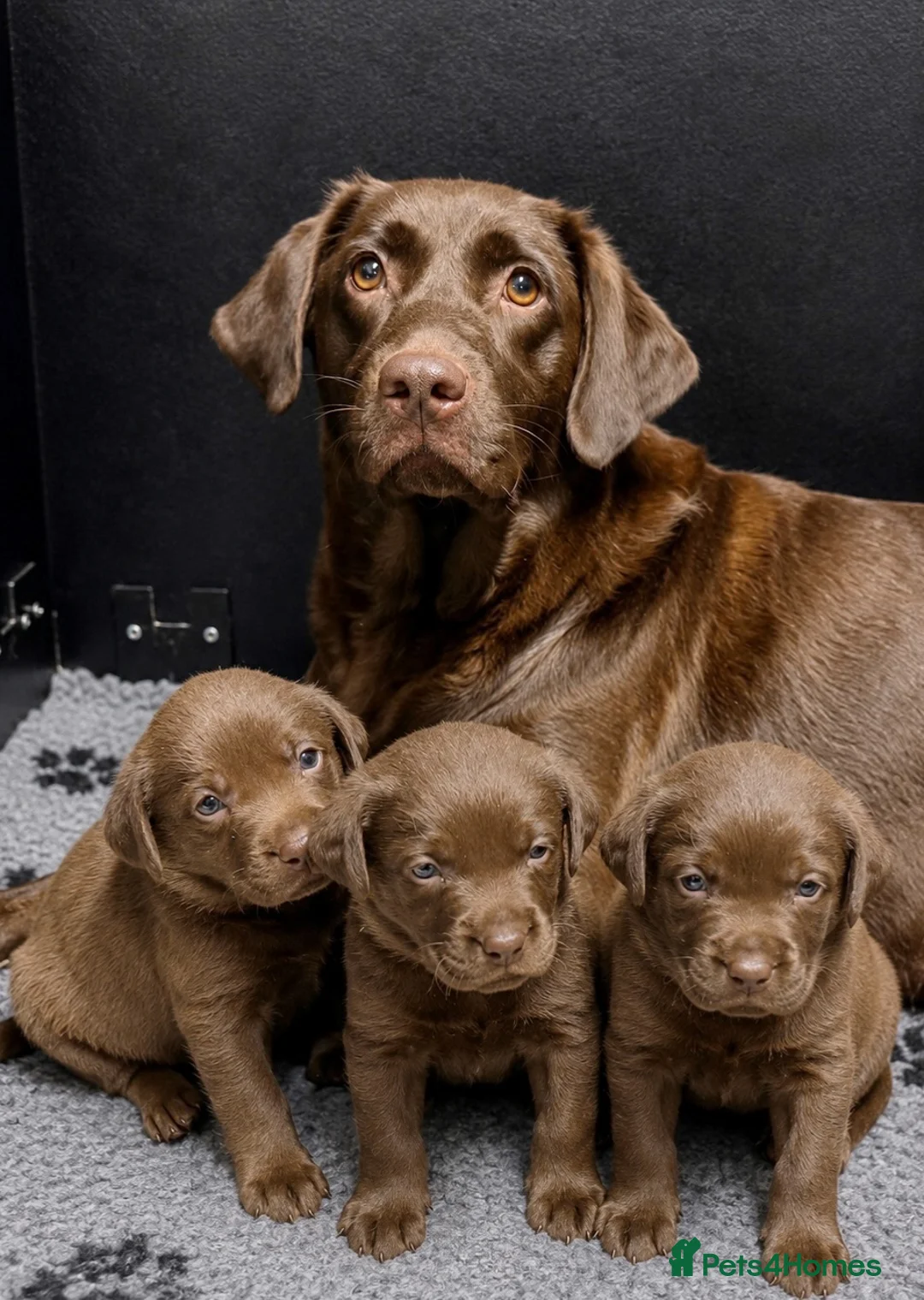 Labrador Retriever dogs for sale: Outstanding choc Labs COI 1% full Health status  in Carlisle - Advert 17