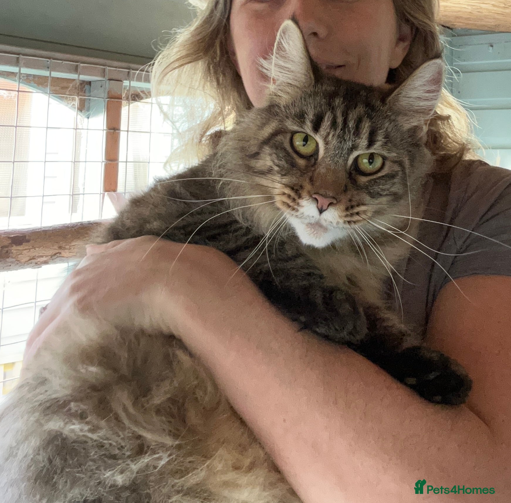 Maine Coon cats Tica registered active mainecoon girl - Advert 15