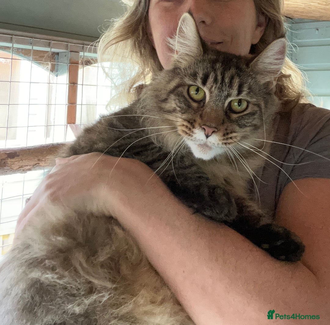 Maine Coon cats for sale: Tica registered active mainecoon girl - Advert 1