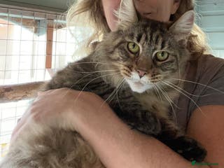 Maine Coon cats Tica registered active mainecoon girl - Advert 9