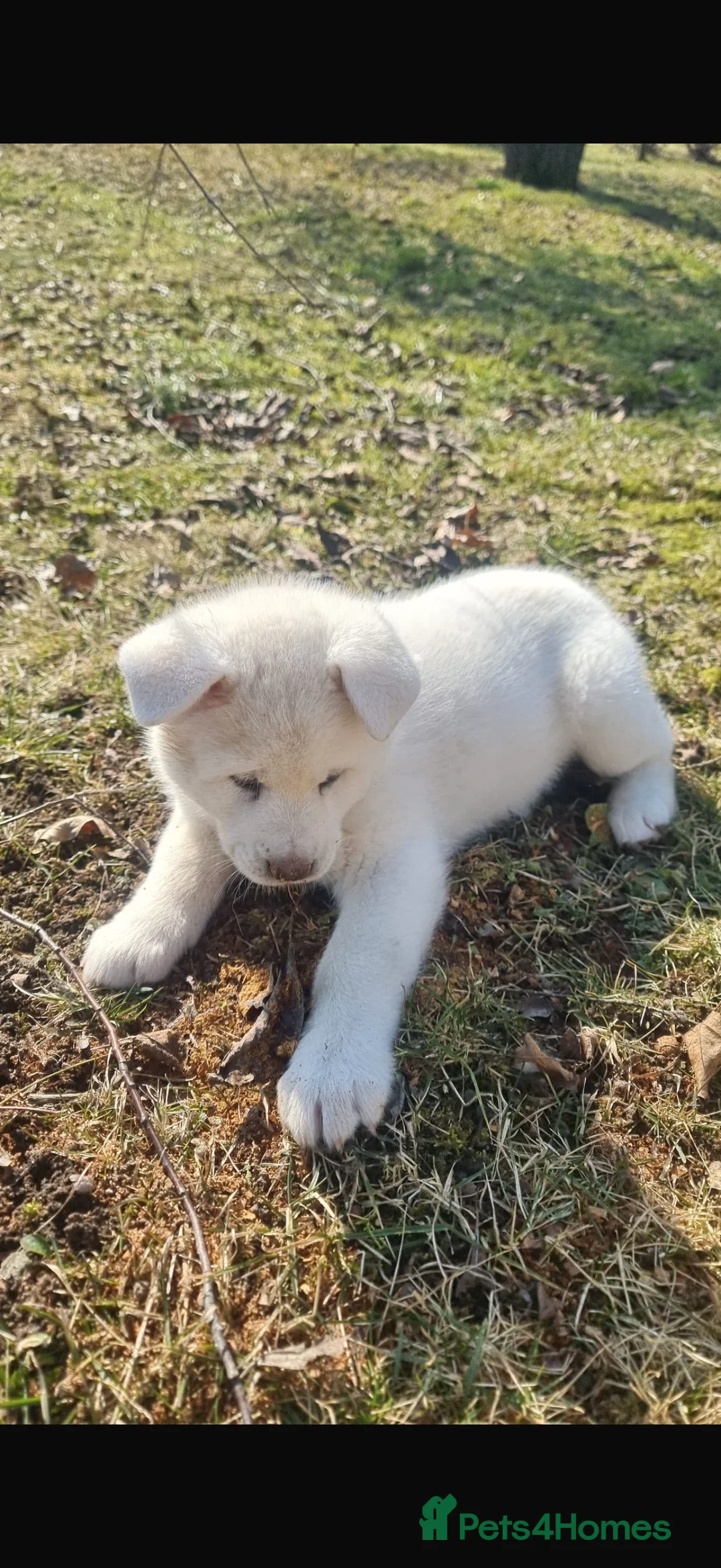 Japanese Akita Inu dogs for sale: Japanese Akita Inu - Advert 2