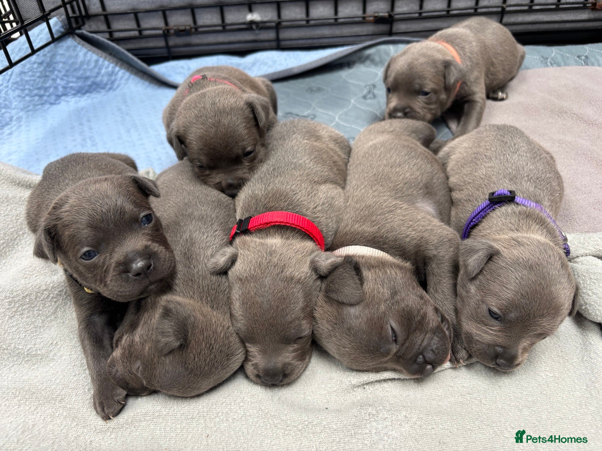Staffordshire Bull Terrier dogs *3 WEEKS OLD* Blue Staff Bull Terrier Puppies  - Advert 1