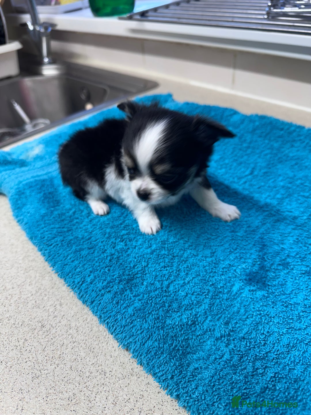 Chihuahua dogs for sale: Chihuahua  - Image 29
