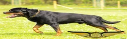 Rottweiler dogs for stud: SUPERB TOP QUALITY KCROTTWEILER FOR STUD **(ACE)** - Advert 8