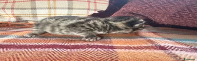 Tabby Male 2