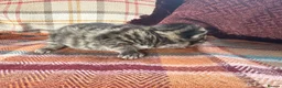 Mixed Breed cats for sale: Beautiful British Shorthaired Cross Kittens - Advert 7
