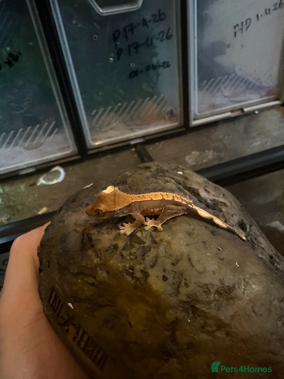 Gecko reptiles for sale: 🦎 Baby Crested Geckos Available 🦎 - Advert 2