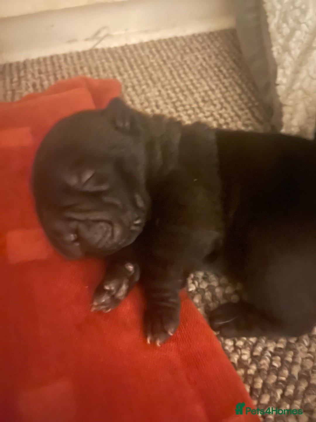 Shar Pei dogs for sale: Shar pei - Advert 6