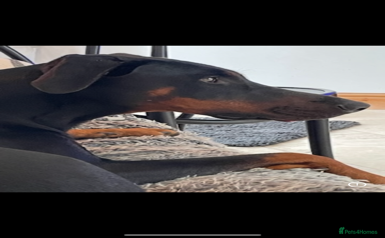 Dobermann dogs - Advert 3