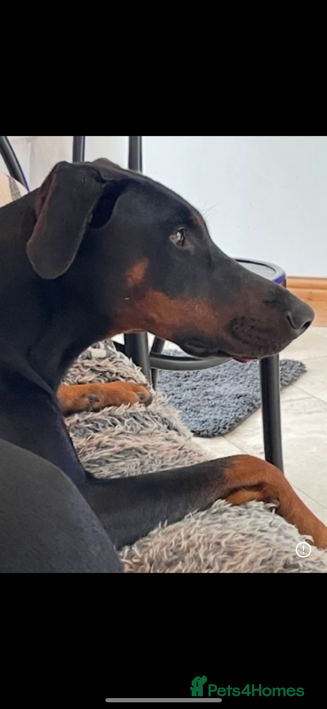 Dobermann dogs for sale: Stunning pups over 40 champions in pedigree  - Image 2