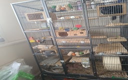 Chinchilla rodents for sale: Chinchillas for sale - Image 13