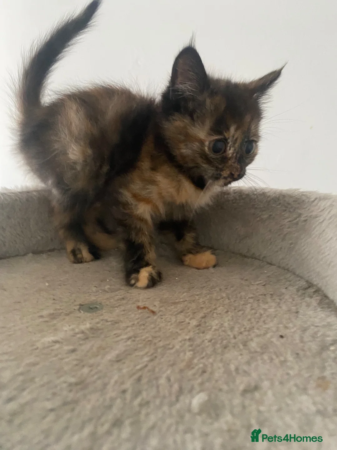 Turkish Angora cats for sale: Mixed Turkish Angoras  in Glossop - Advert 6