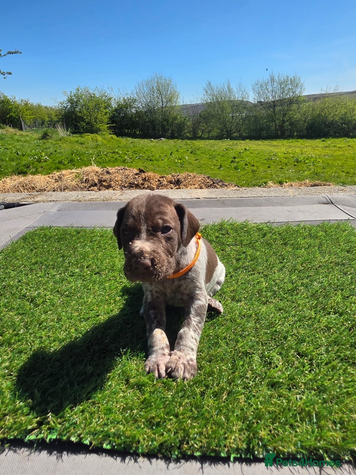German Shorthaired Pointer dogs Stunning example of KC German Shorthaired Pointers - Advert 1