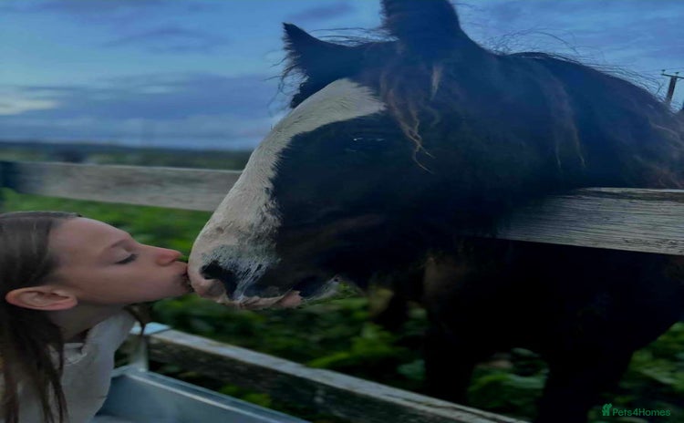 Other Breed horses - Advert 5