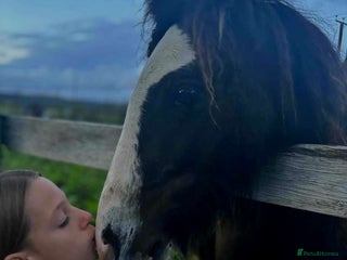 Other Breed horses - Advert 7