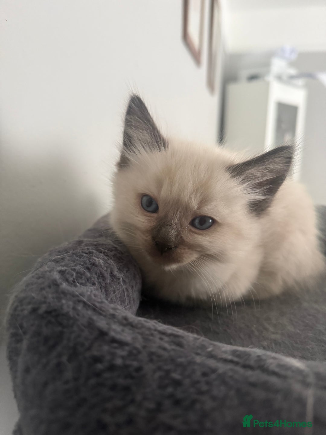 Ragdoll cats for sale: Ragdoll one boy and one girl left - Advert 4