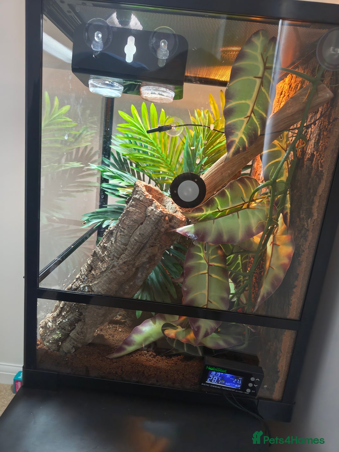 Gecko reptiles for sale: Giant Day Gecko & Set Up Available - Image 6