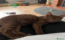 Bengal cats for sale: Female bengal - Image 1