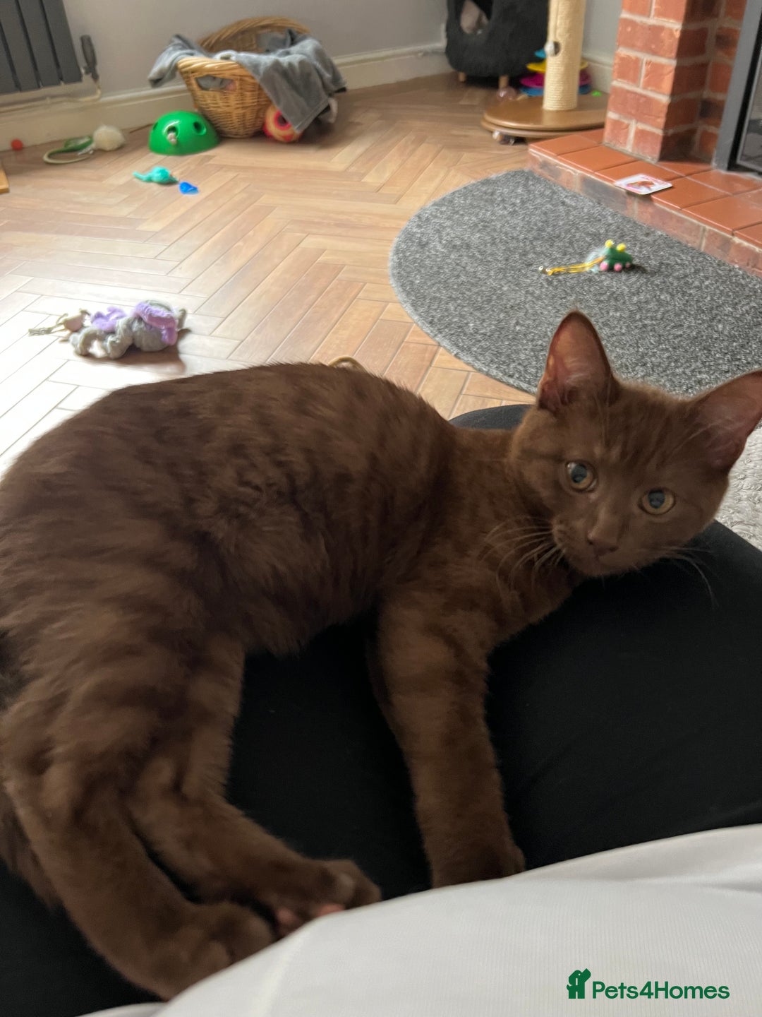 Bengal cats for sale: Female bengal - Image 1