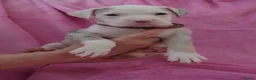 American Bulldog dogs for sale: Outstanding Merle American Bulldogs - Advert 20