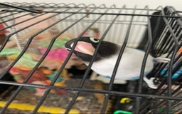 Lovebirds birds for sale: Black masked love bird  - Image 4