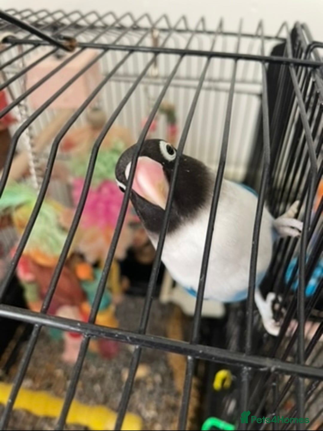 Lovebirds birds for sale: Black masked love bird  - Image 4