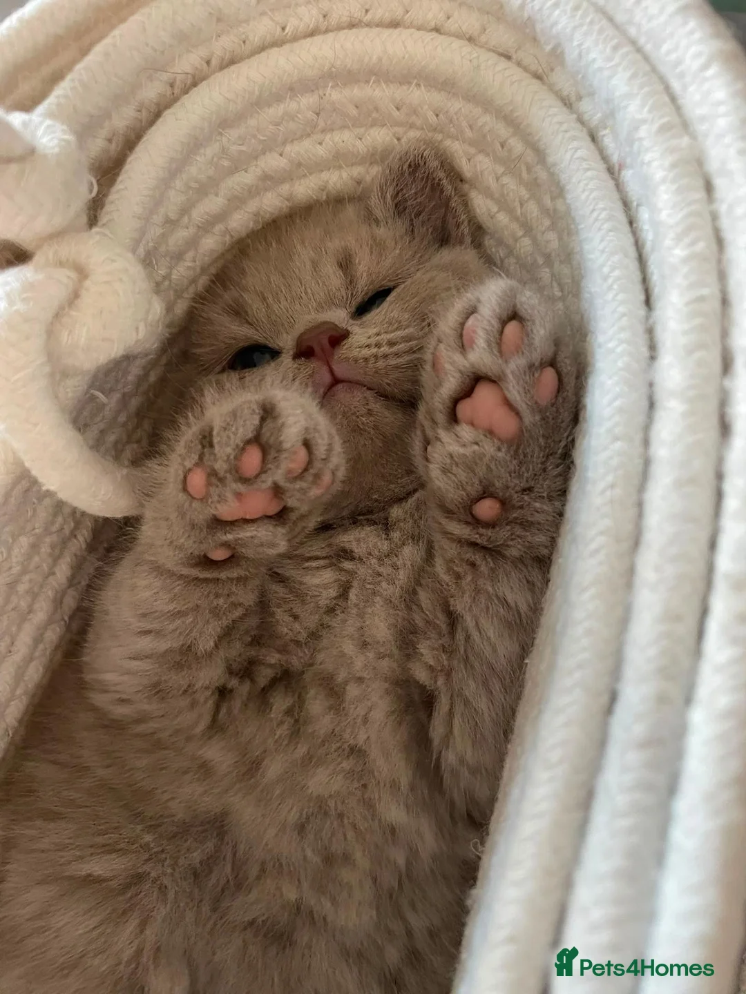 British Shorthair cats for sale: 🐾 GCCF British Shorthair Kittens  - Advert 1