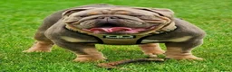 English Bulldog dogs for sale: Quality KC Registered Bulldog Puppies - Advert 17