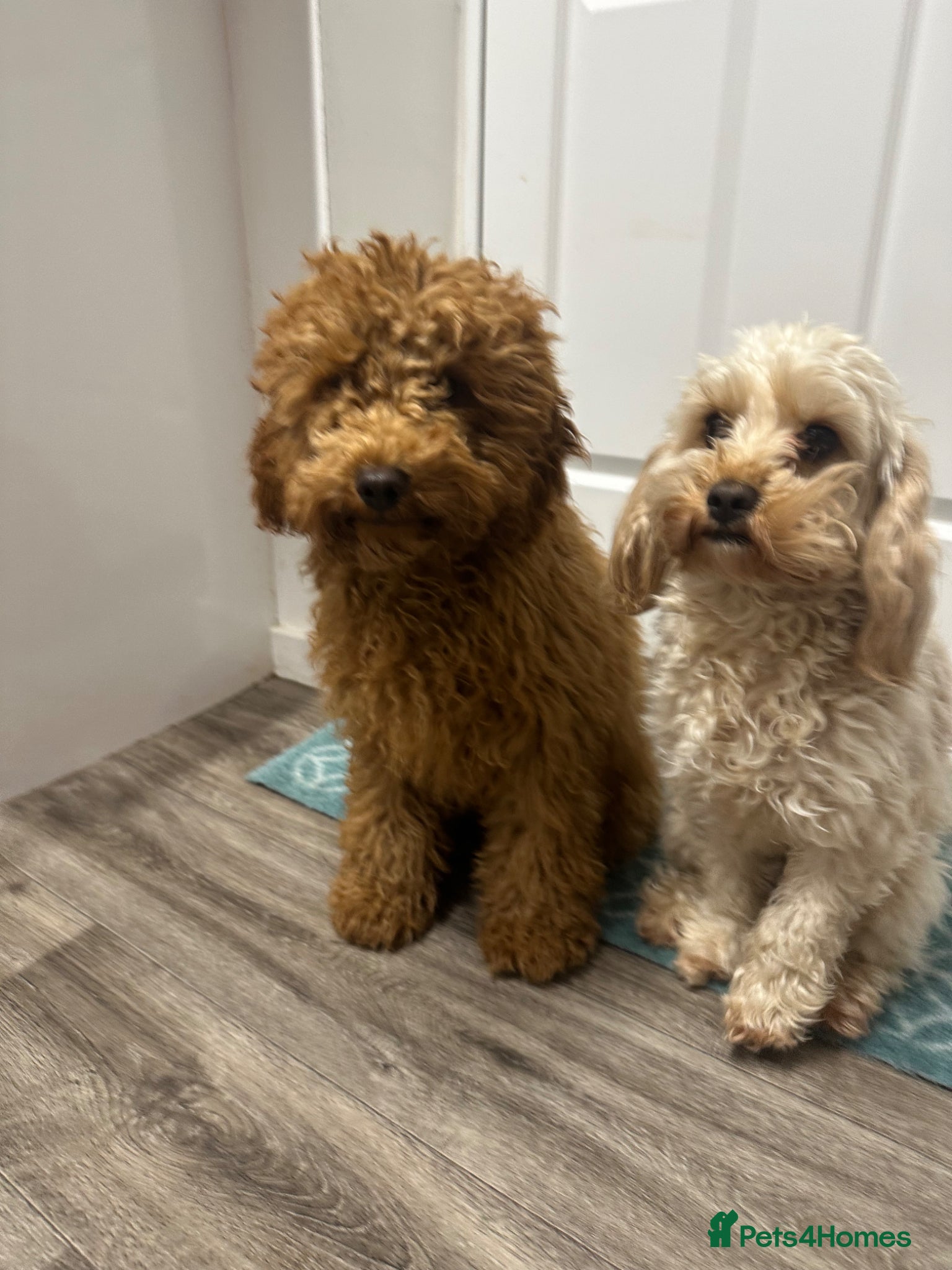 Cavapoo dogs for sale: Ozzy f1 cavapoo *reserved currently  - Advert 8