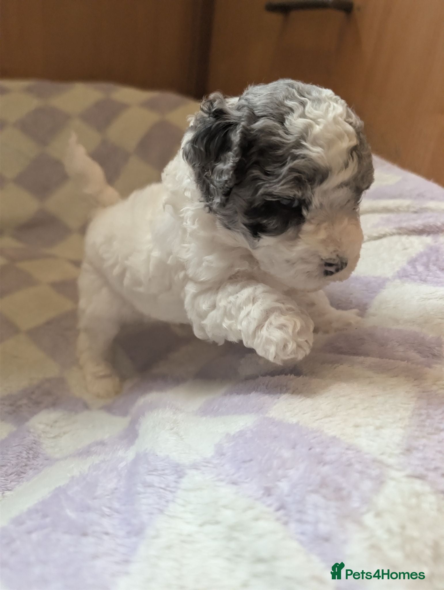Miniature Poodle dogs Beautiful parti/merle miniature poodles   - Advert 1