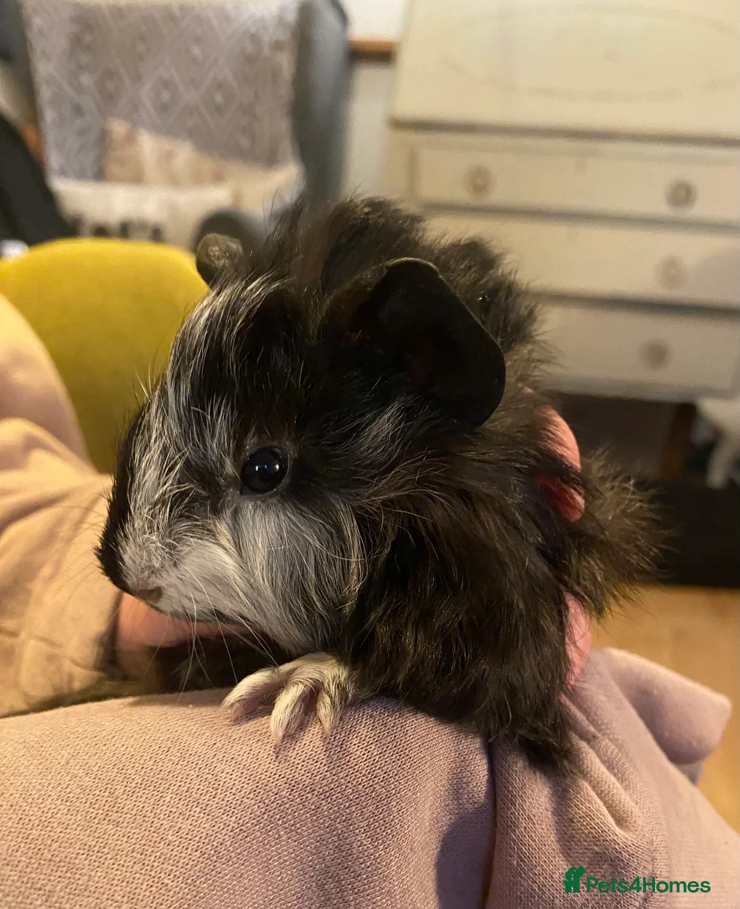 Guinea Pig rodents for sale: Baby Guinea pigs - Advert 1