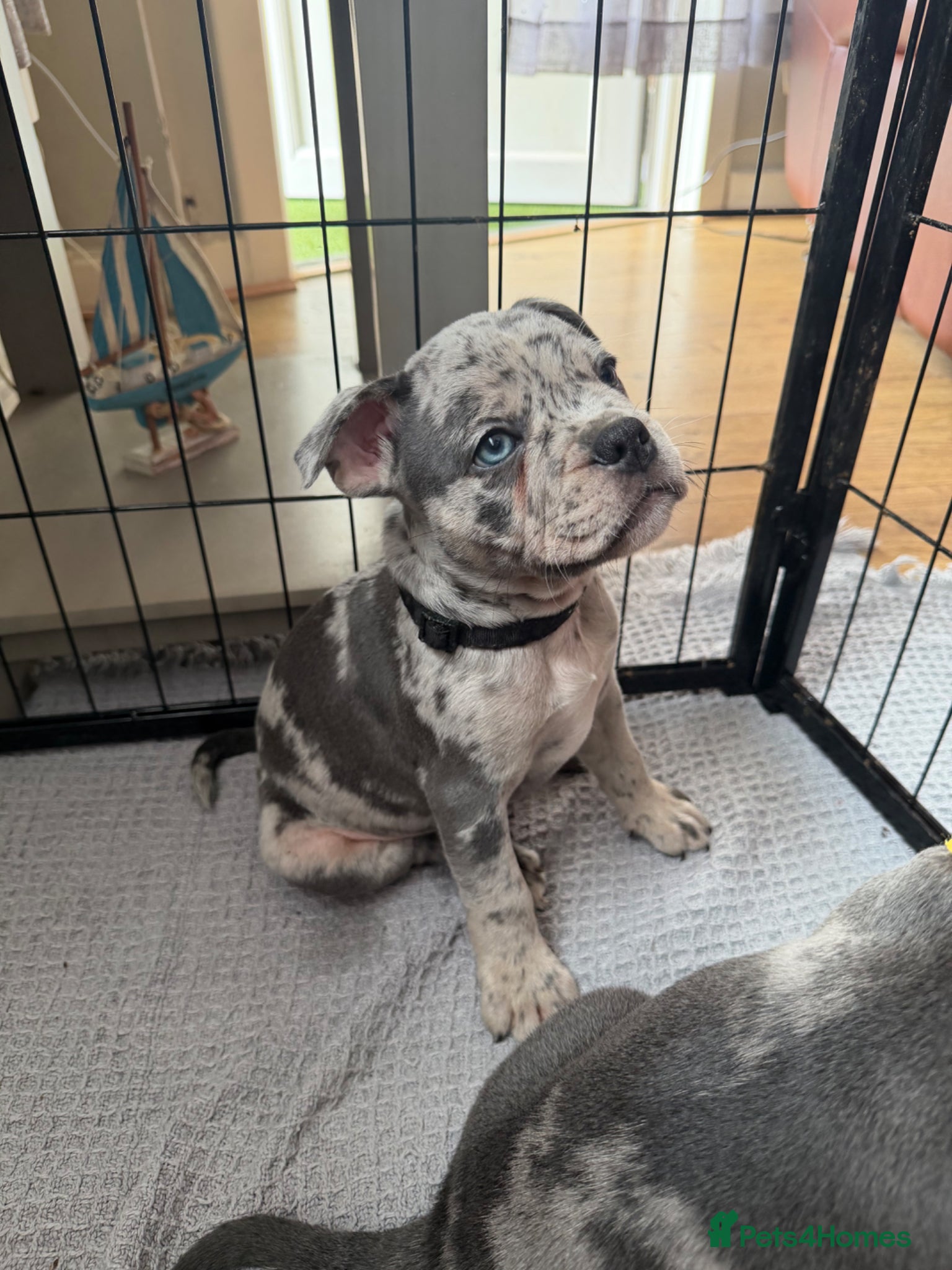 Mixed Breed dogs French bulldog x Staffordshire bull terrier Fraffy - Advert 1