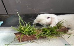 Mini Lop rabbits for sale: X2 male mini lop FREE to good home  - Image 5