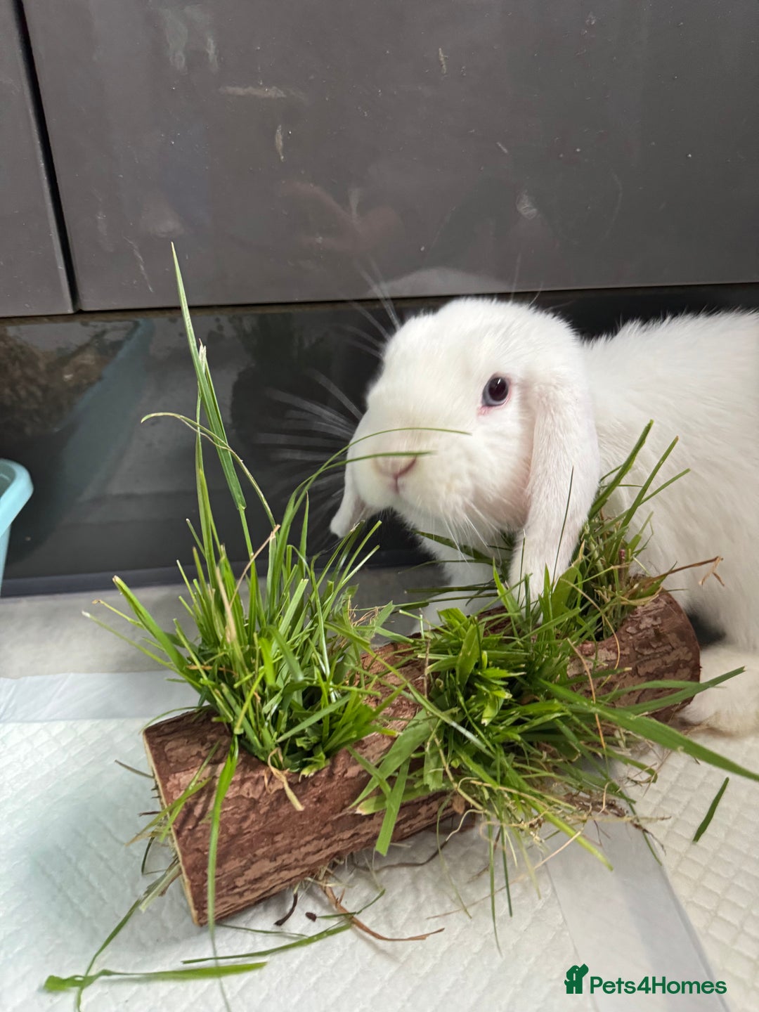 Mini Lop rabbits for sale: X2 male mini lop FREE to good home  - Image 5