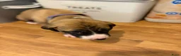 Mixed Breed dogs for sale: Lurcher x saluki puppies in Salisbury - Advert 8