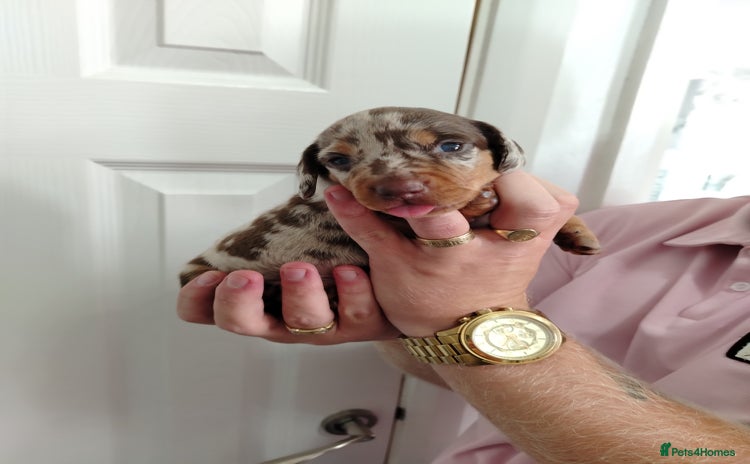 Miniature Dachshund dogs - Advert 2