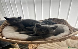 British Shorthair cats for sale: British shorthair hair kittens  - Image 1