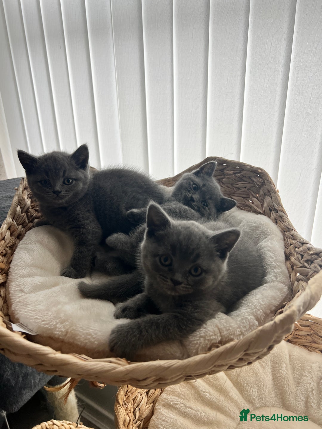 British Shorthair cats for sale: British shorthair hair kittens  - Image 1