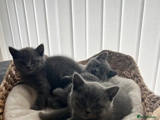 British Shorthair cats - Advert 16