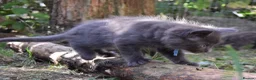 Maine Coon cats for sale: Tica registered DNA tested parents poly Maine Coon - Advert 26