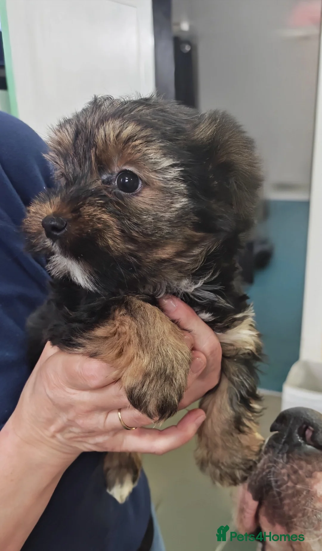 Biewer Terrier dogs for sale: Biewer terrier.Colourful Yorkshire Yorkie 05/01/26 - Advert 2