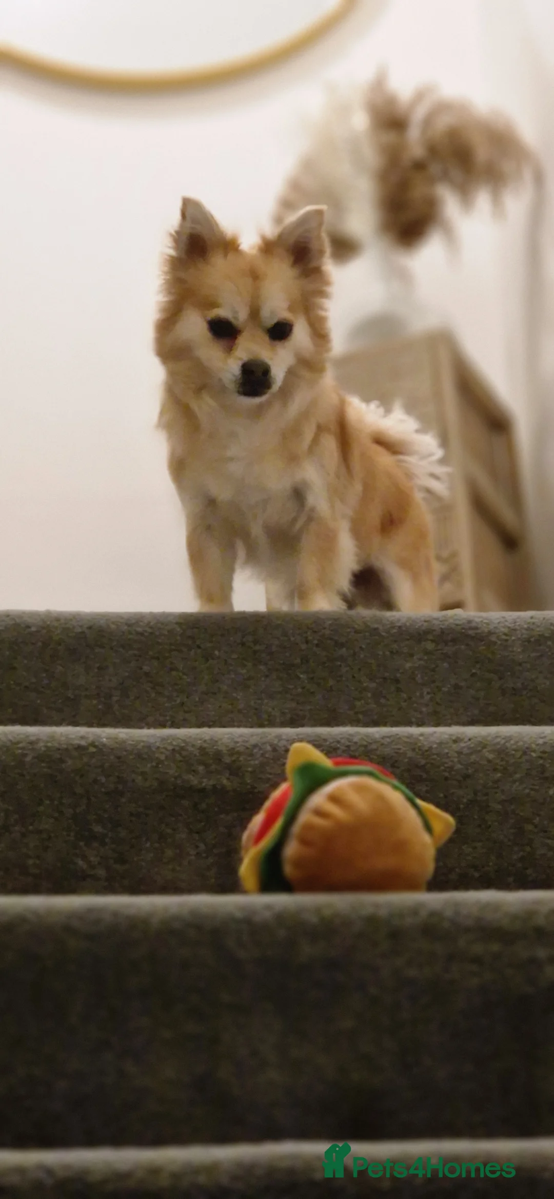 Mixed Breed dogs for sale: Tandy - 4yr old Jackaranian looking for new home - Advert 6