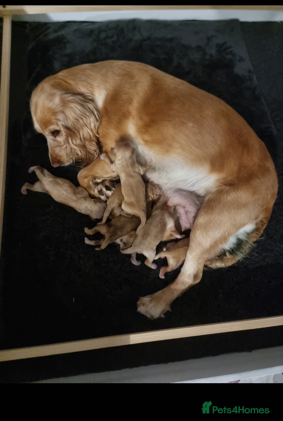 Cocker Spaniel dogs for sale: Working Cocker Spaniel Puppies for Sale - Image 1