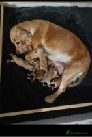 Cocker Spaniel dogs - Advert 11